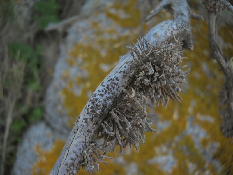 Roccella phycopsis - .. su ginepro...